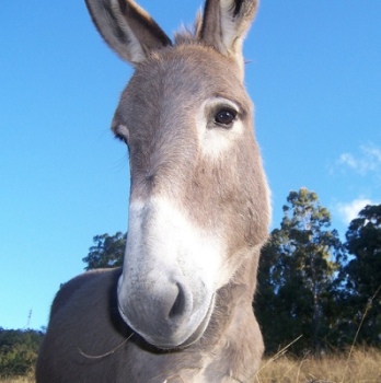 donkey scott.jpg